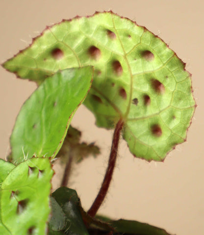 Begonia ferox