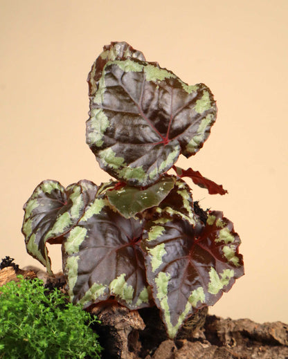 Begonia ignita