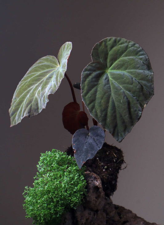 Begonia pavonina