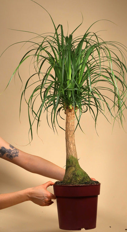 Beaucarnea recurvata 'Flasklilja'