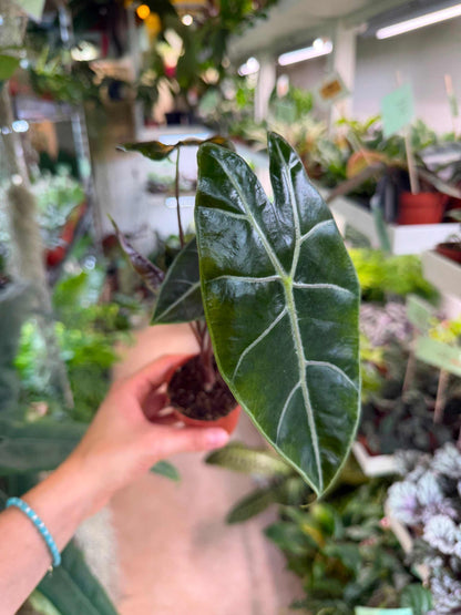 Alocasia longiloba 'purple vein'