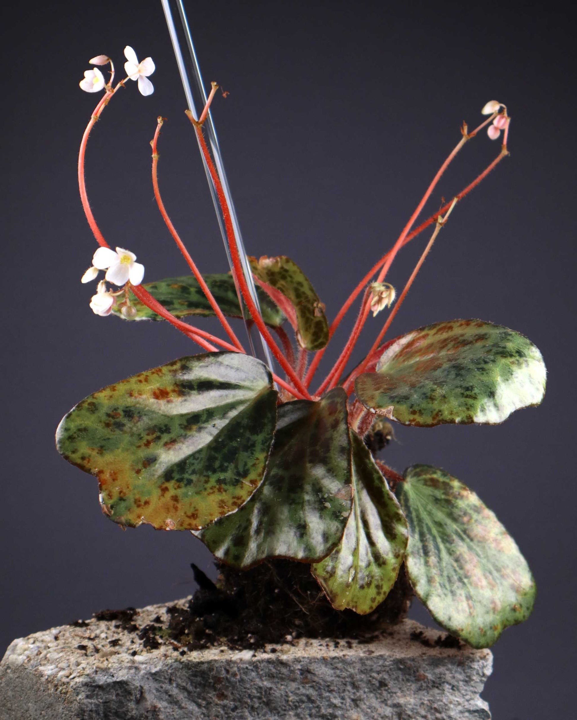 Begonia blancii
