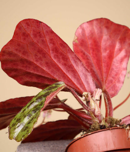 Begonia blancii