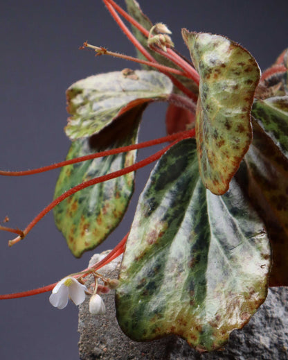 Begonia blancii
