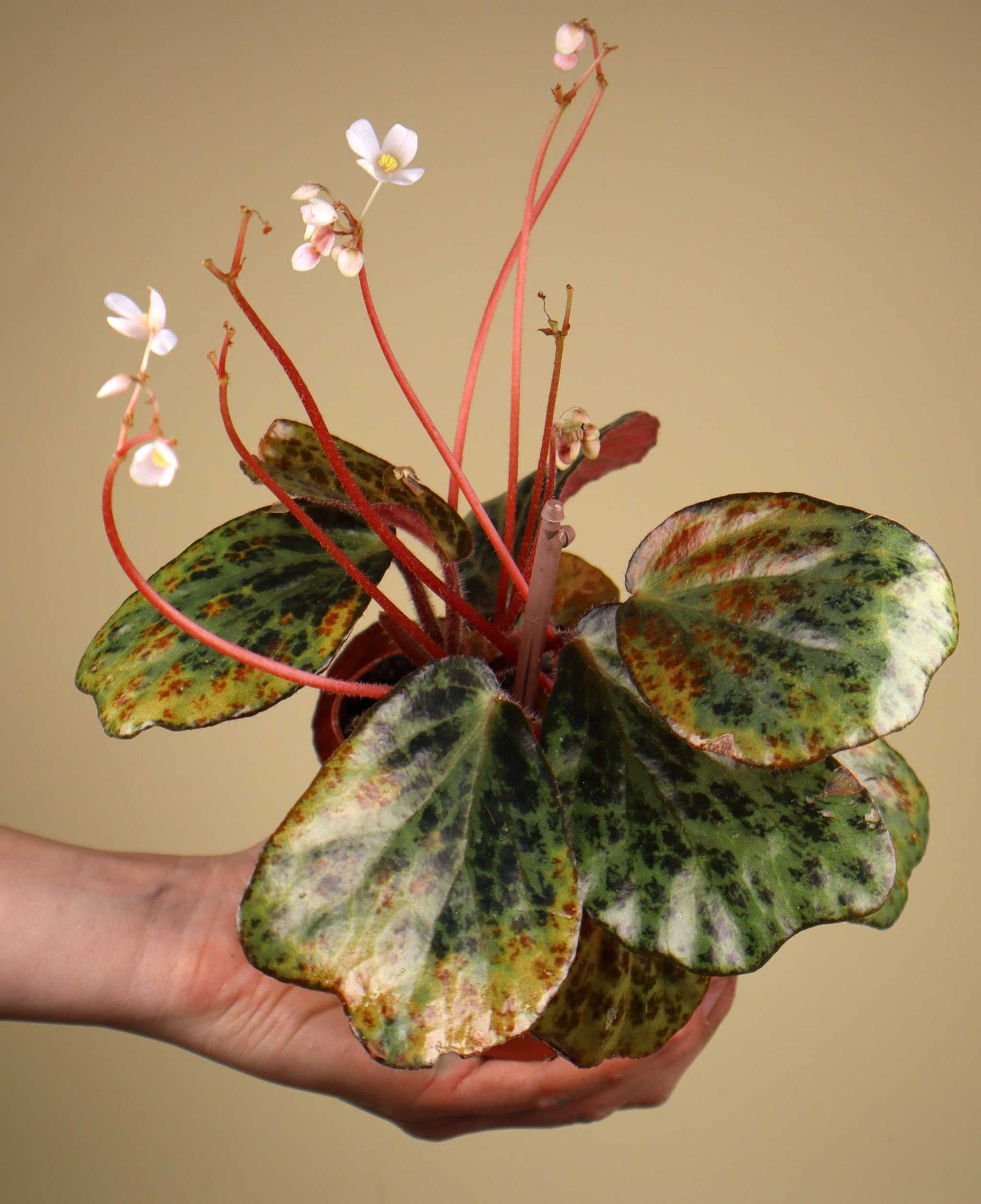 Begonia blancii