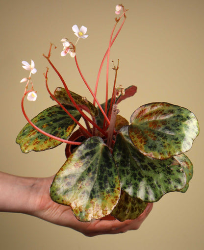Begonia blancii
