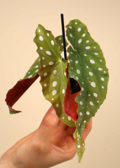 Forellbegonia 'Begonia maculata'