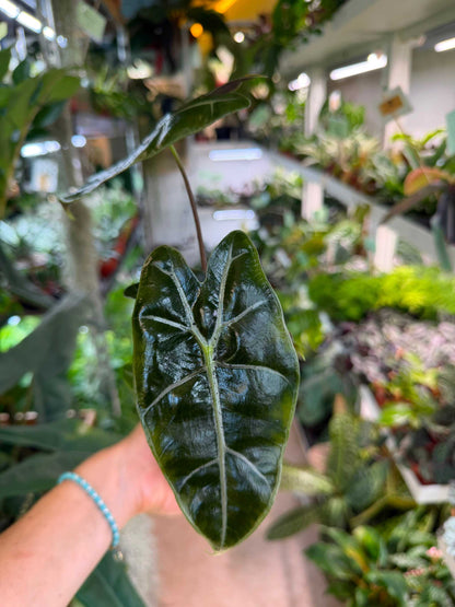 Alocasia longiloba 'purple vein'
