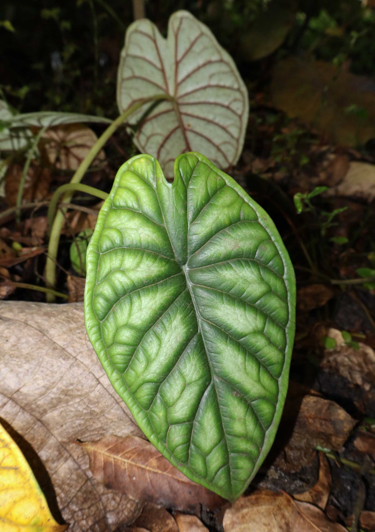 Alocasia Baginda 'Dragon Scale' 