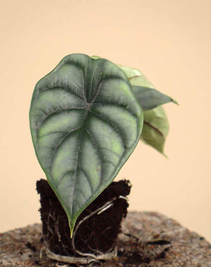 Alocasia baginda 'silver dragon'