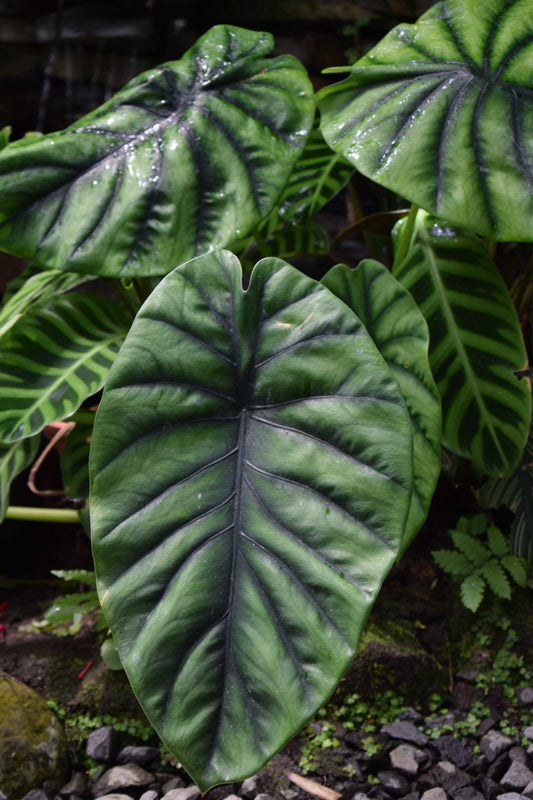 Alocasia clypeolata