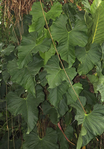 Anthurium balaoanum