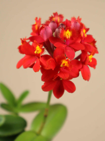 Epidendrum 'Ballerina'