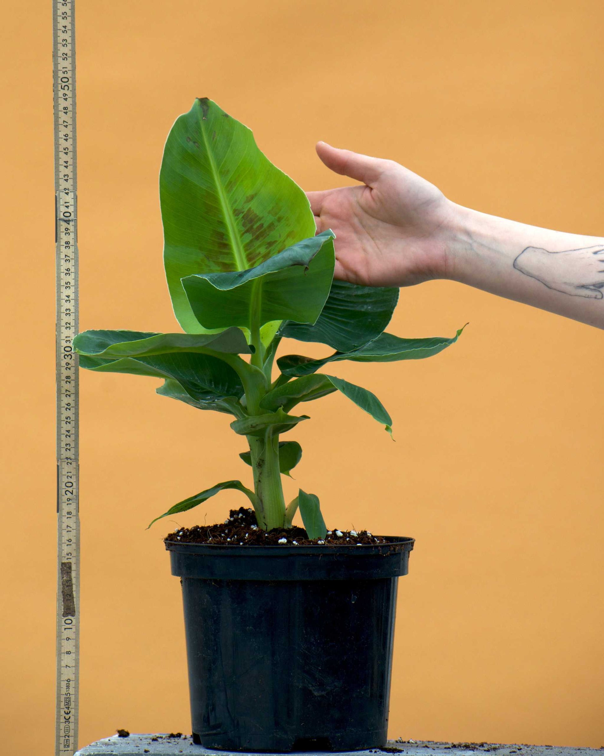 Bananplanta 'Musa Dwarf Cavendish' ätbar