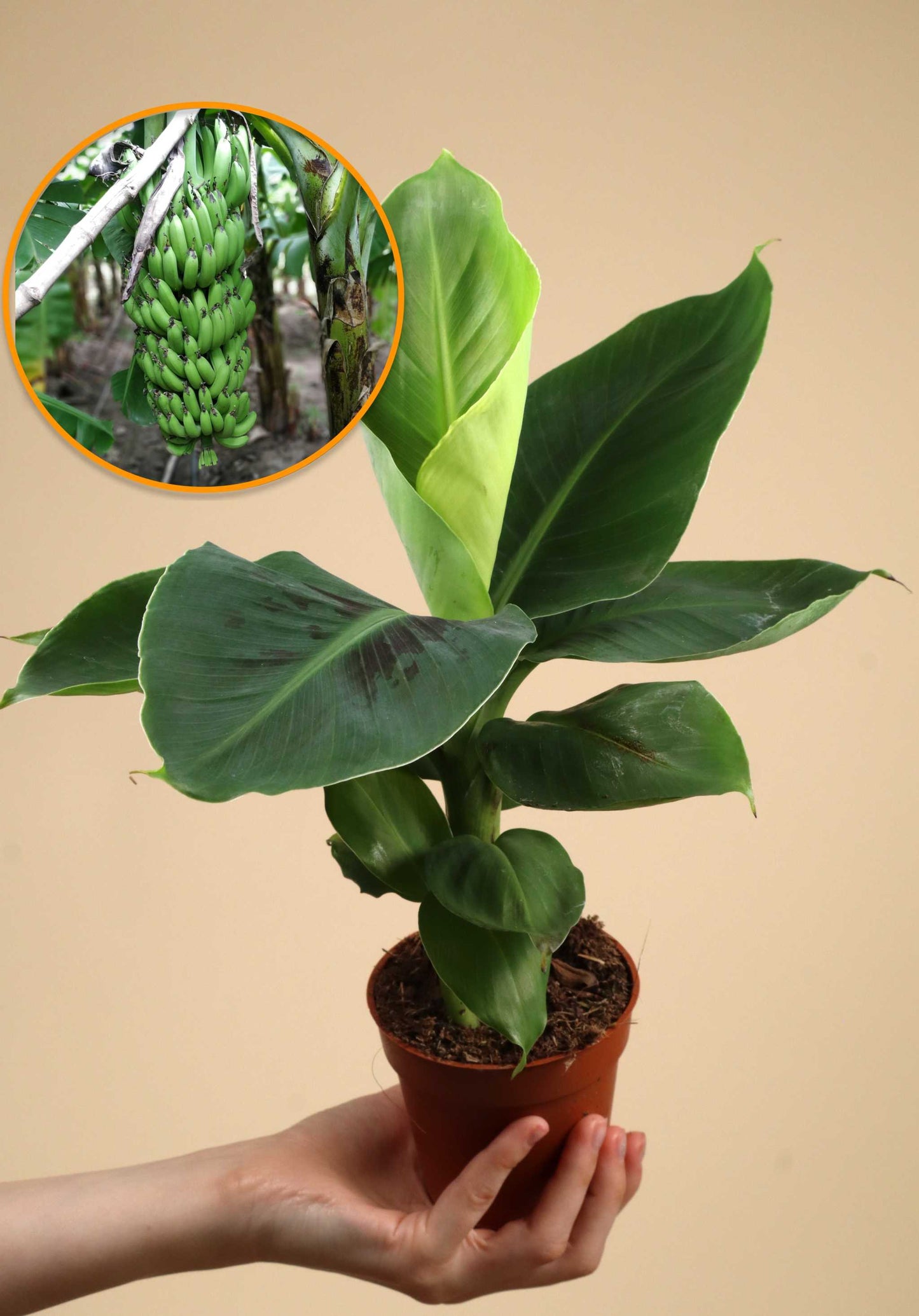 Bananplanta 'Musa Dwarf Cavendish' ätbar