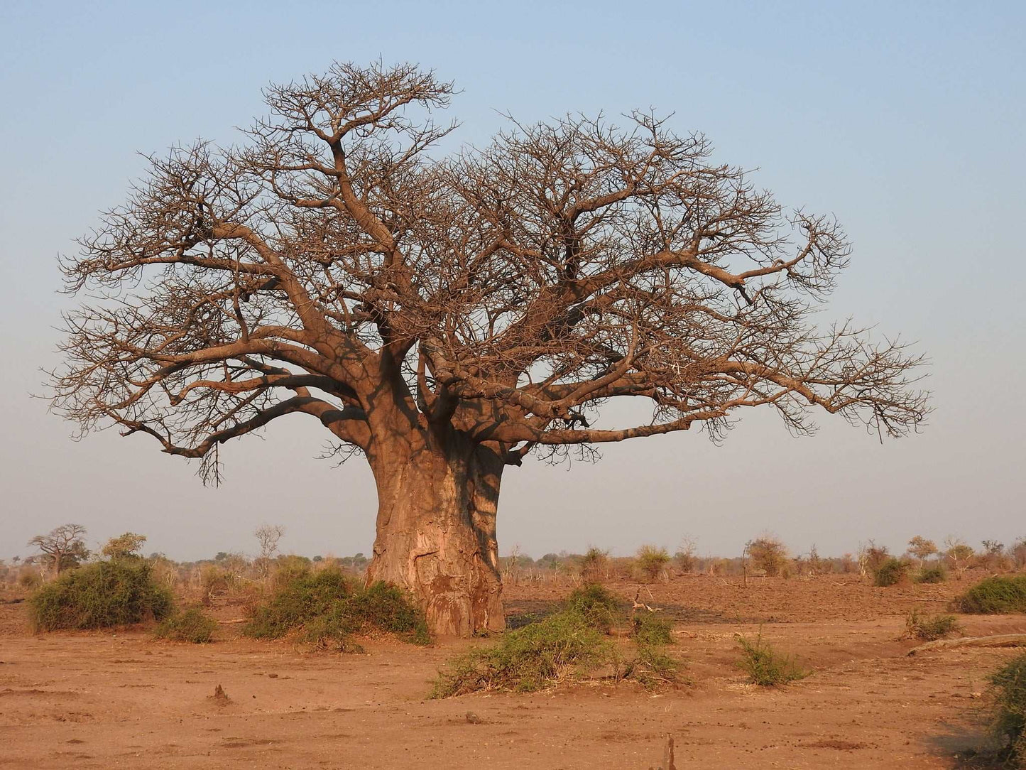 Afrikanischer Baobab 'Adansonia digitata'