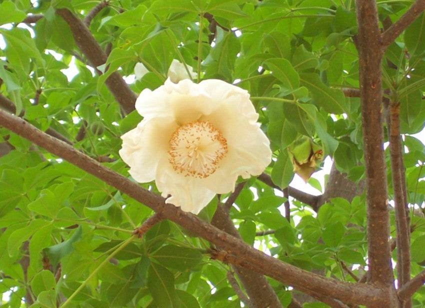 Afrikanischer Baobab 'Adansonia digitata'
