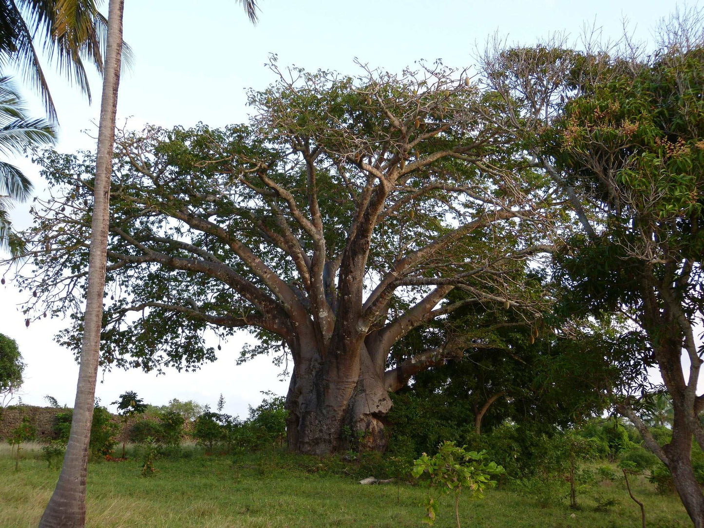 Afrikanischer Baobab 'Adansonia digitata'