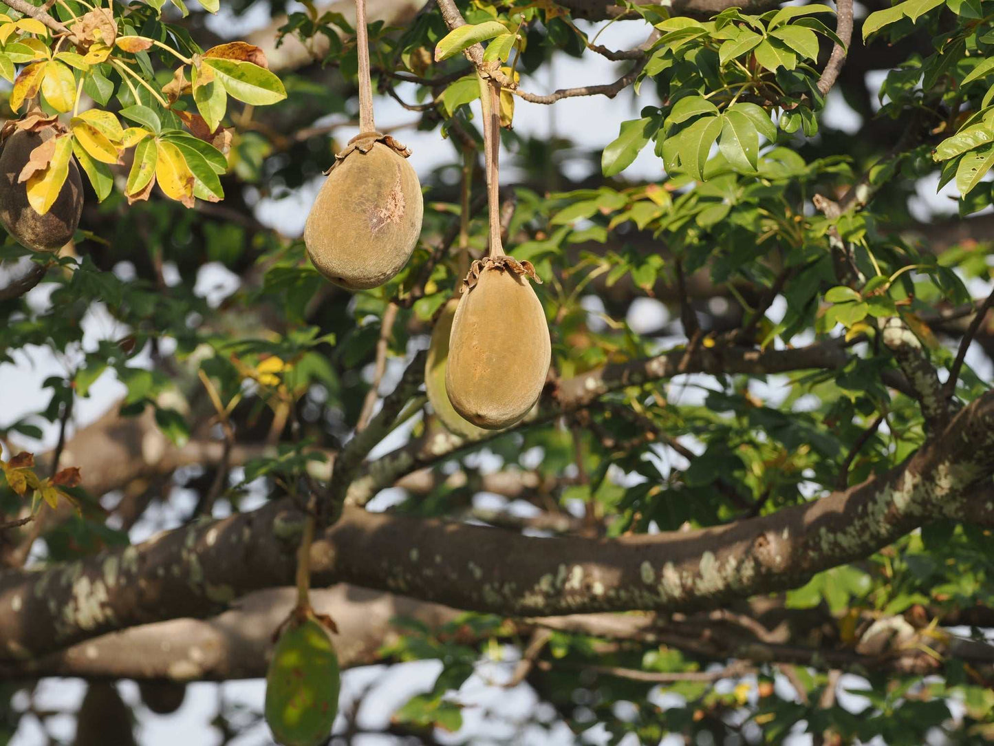 Afrikanischer Baobab 'Adansonia digitata'