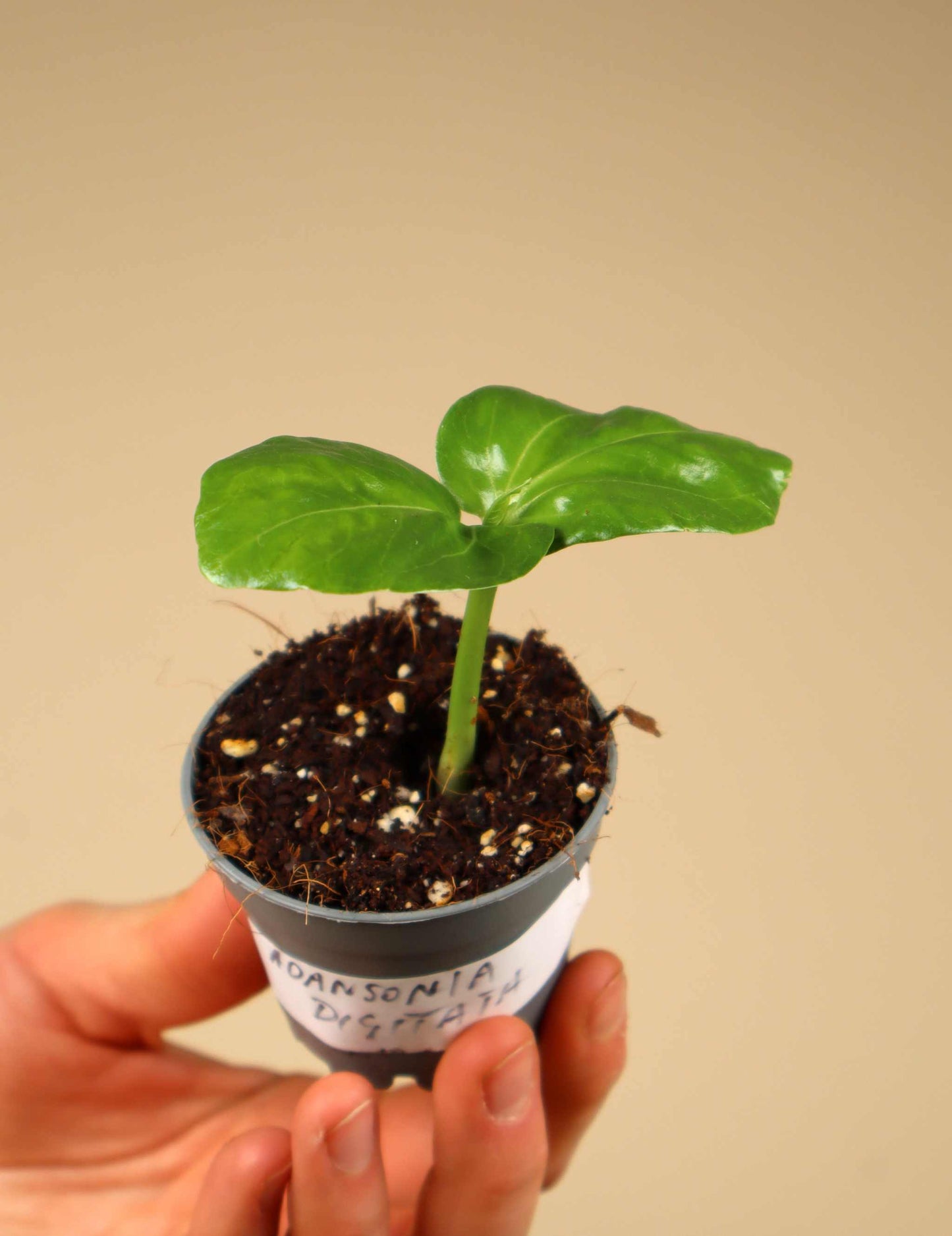 Afrikanischer Baobab 'Adansonia digitata'