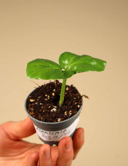 Afrikanischer Baobab 'Adansonia digitata'