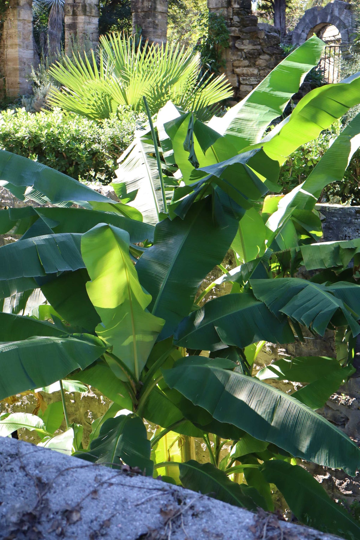 Winterharte Bananenstaude, 'Musa Basjoo'