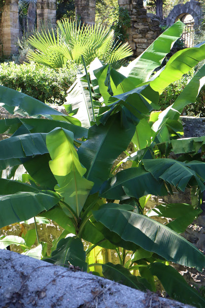 Winterharte Bananenstaude, 'Musa Basjoo'
