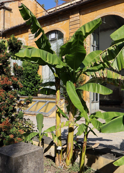 Winterharte Bananenstaude, 'Musa Basjoo'