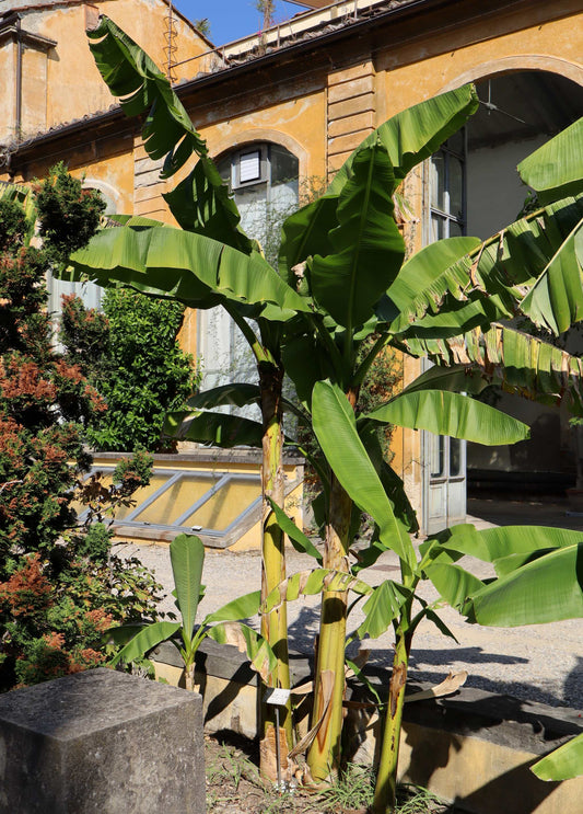 Musa basjoo (frosttåligt bananträd)