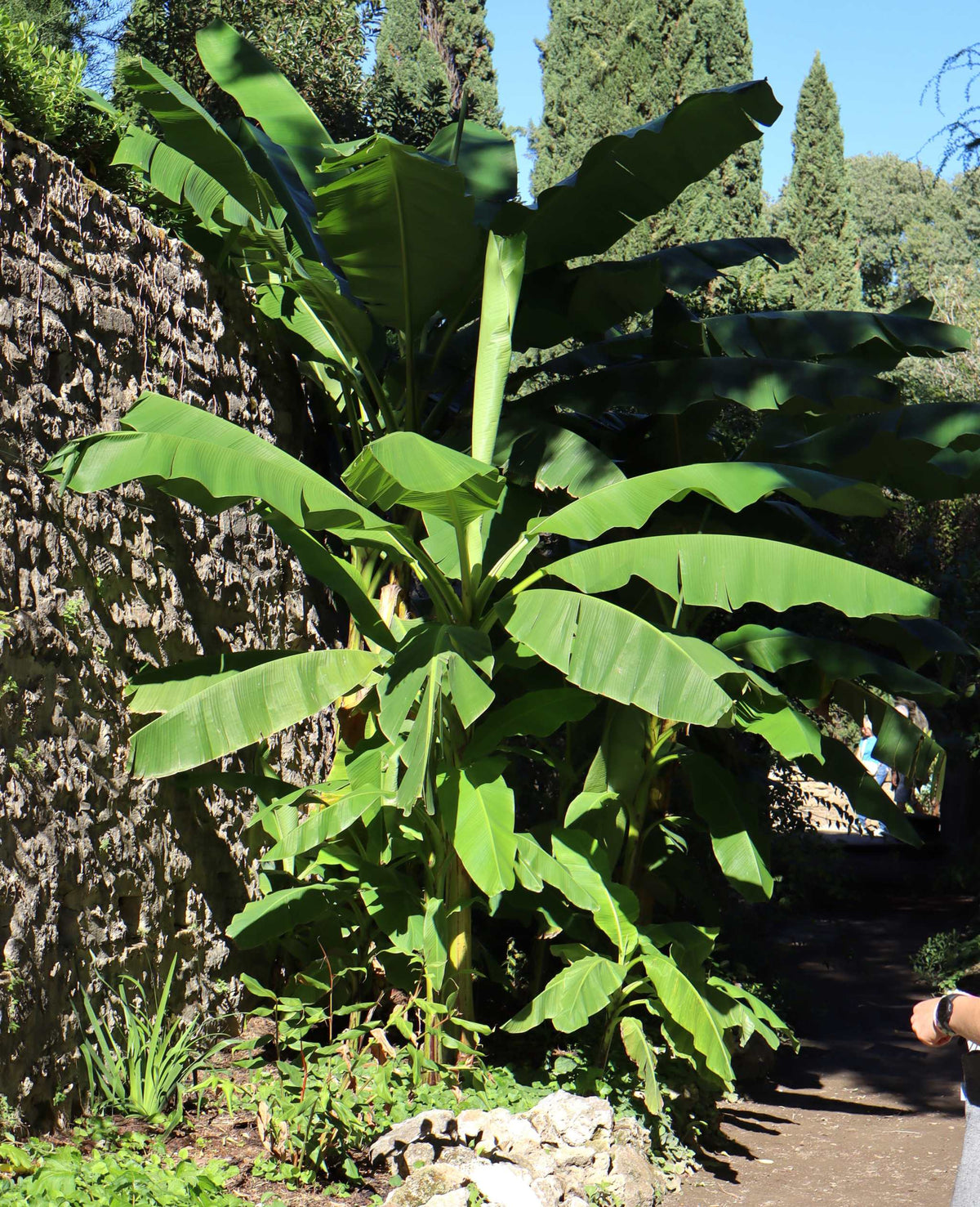 Winterharte Bananenstaude, 'Musa Basjoo'