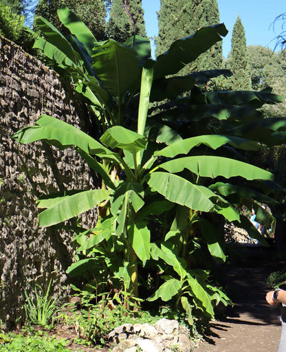 Winterharte Bananenstaude, 'Musa Basjoo'