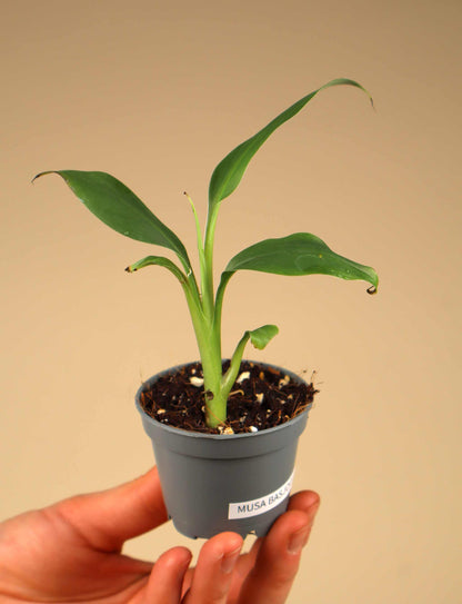 Musa basjoo (frosttåligt bananträd)