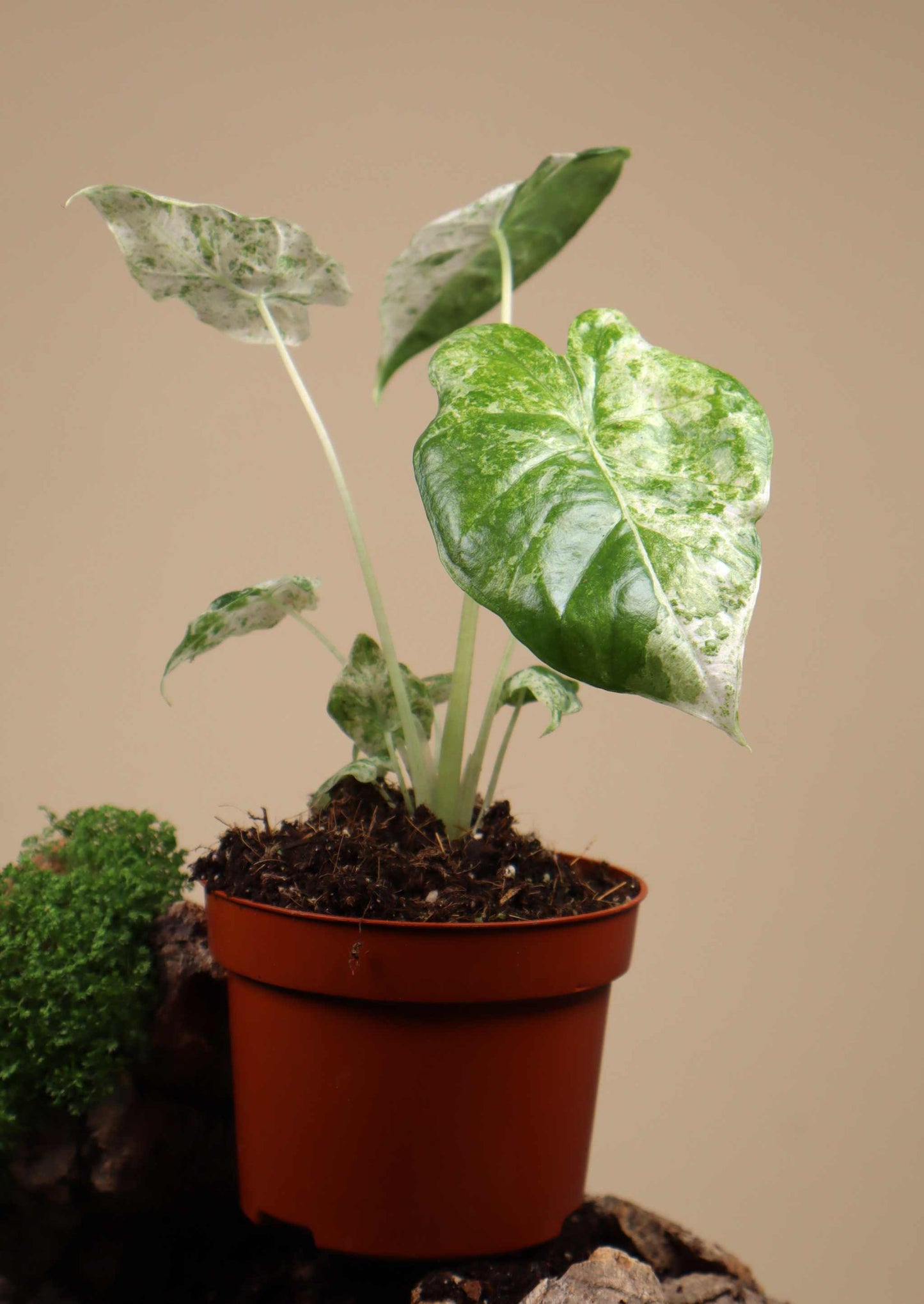 Alocasia odora 'Batik'