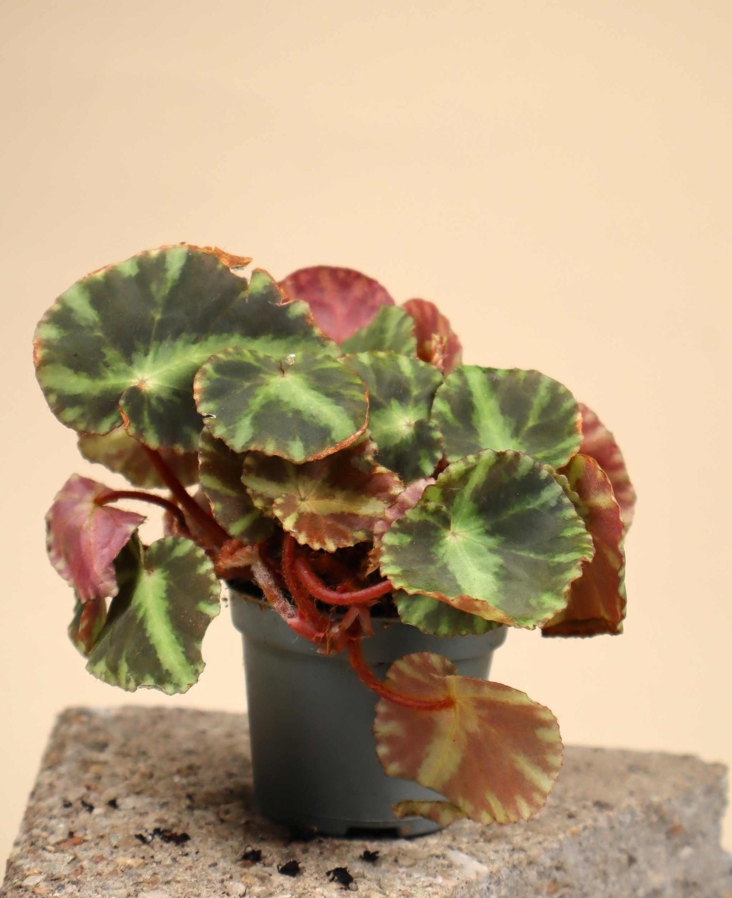 Begonia cleopatrae