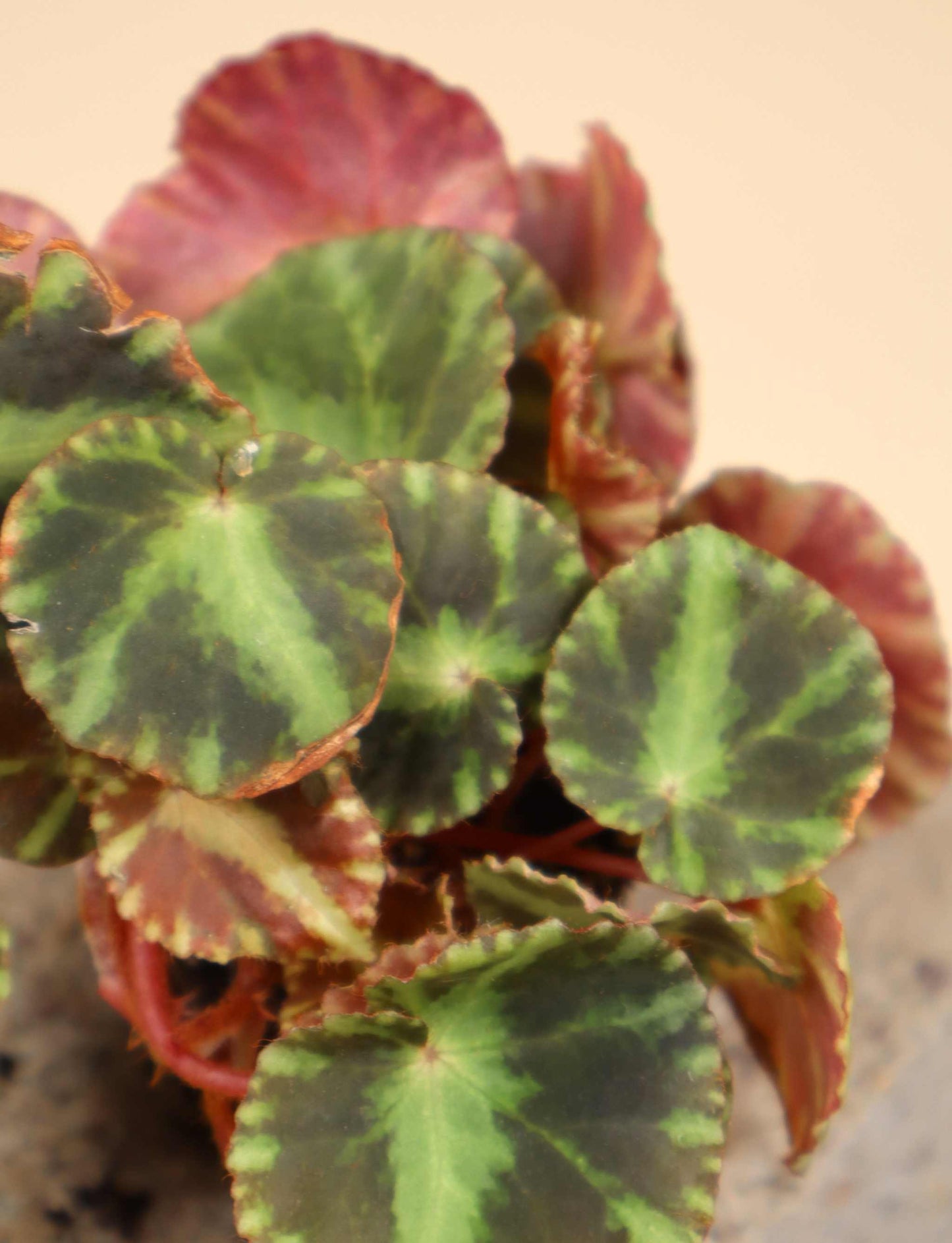 Begonia cleopatrae