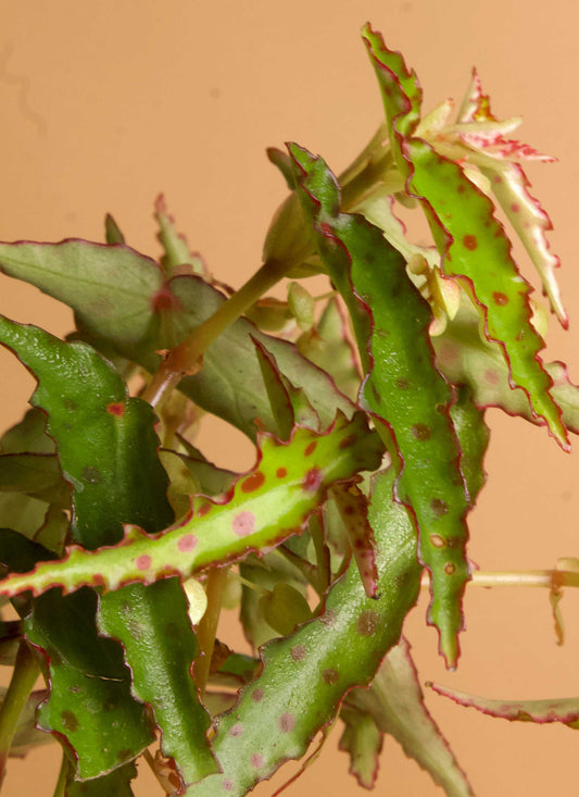 Begonia_amphioux