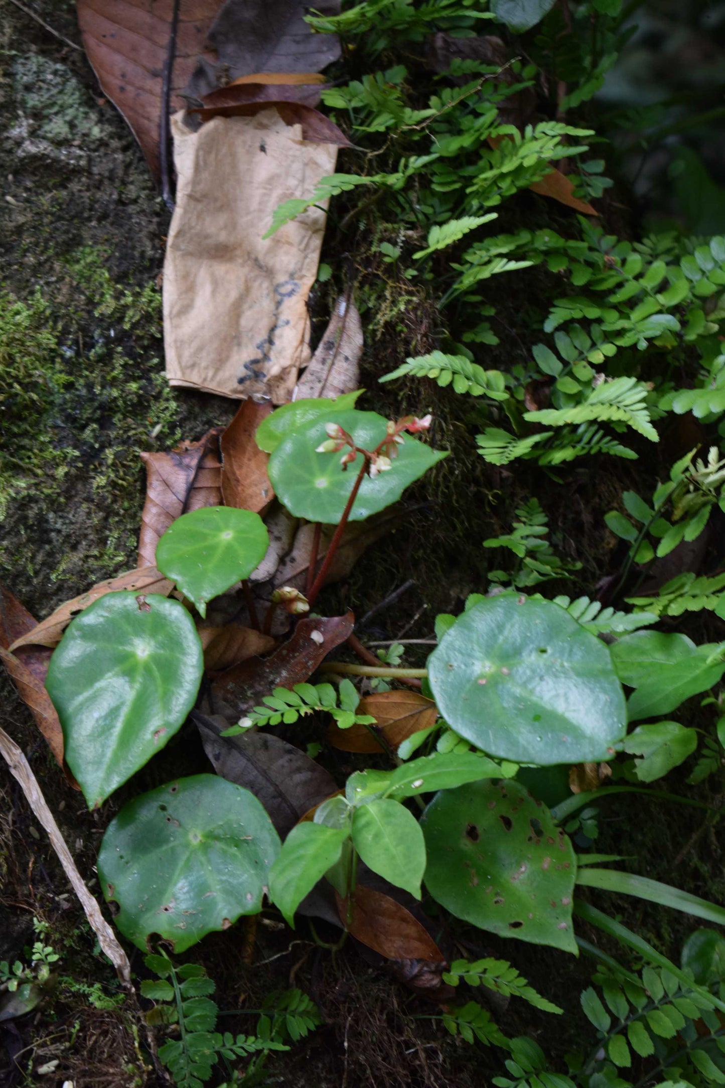 begonia