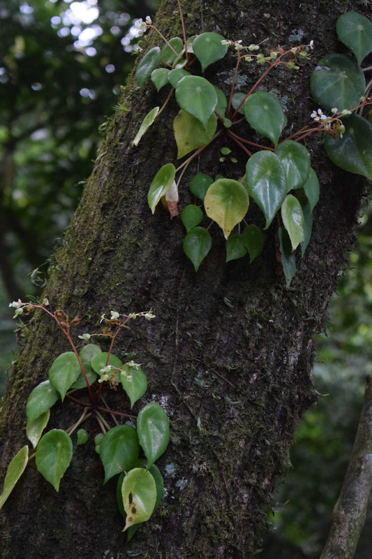 begonia conchifolia panama