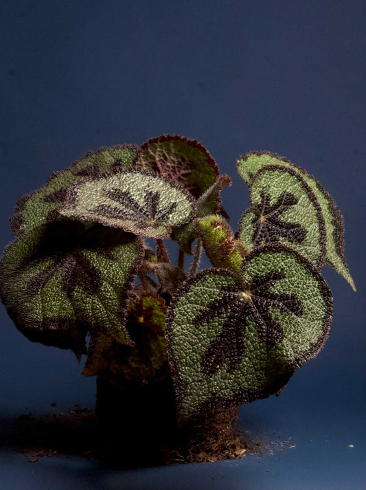 Begonia masoniana (Järnkorsbegonia)