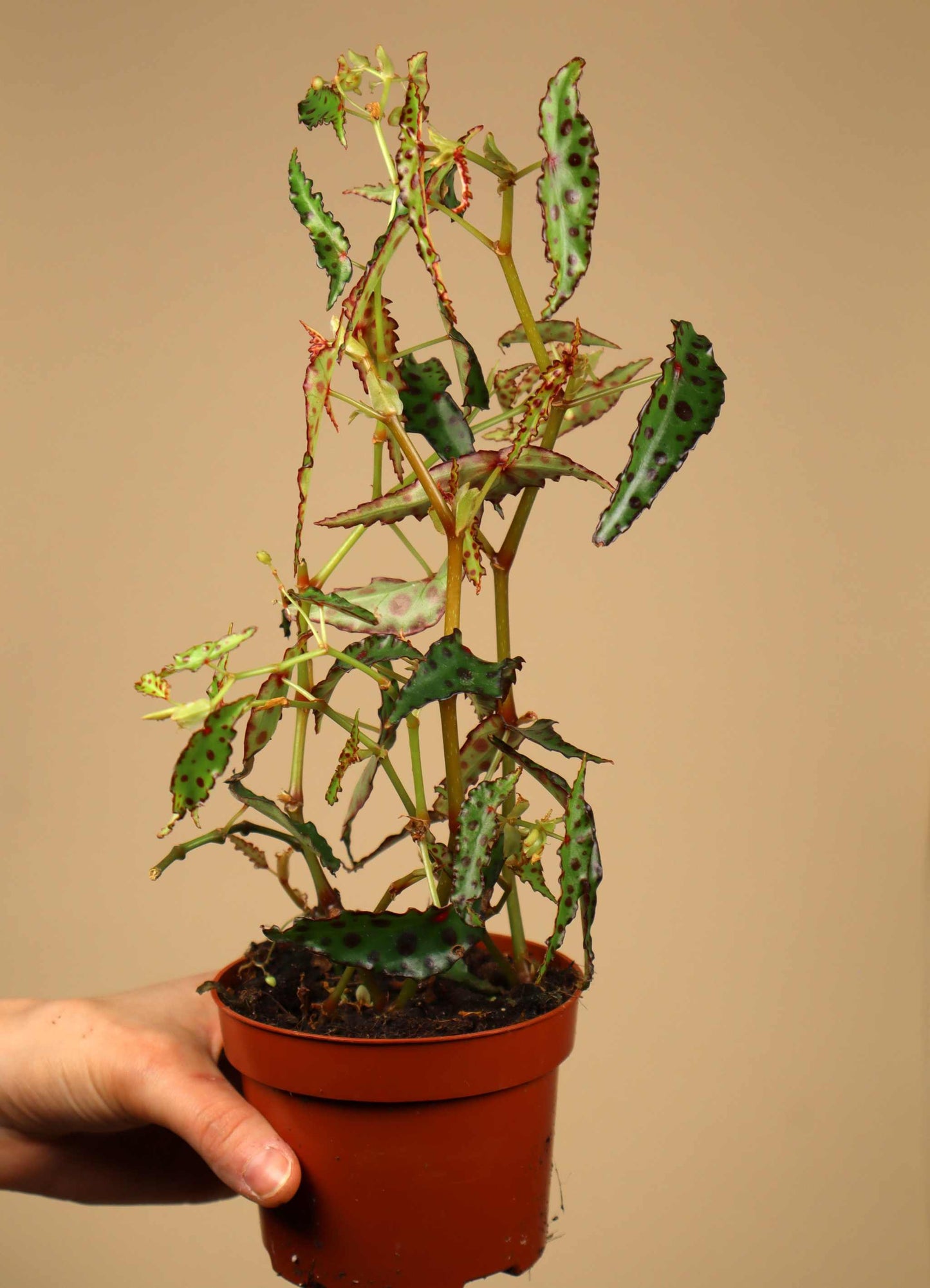 Begonia amphioxus