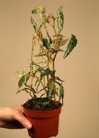 Begonia amphioxus