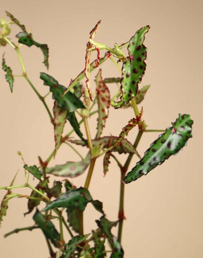 Begonia amphioxus