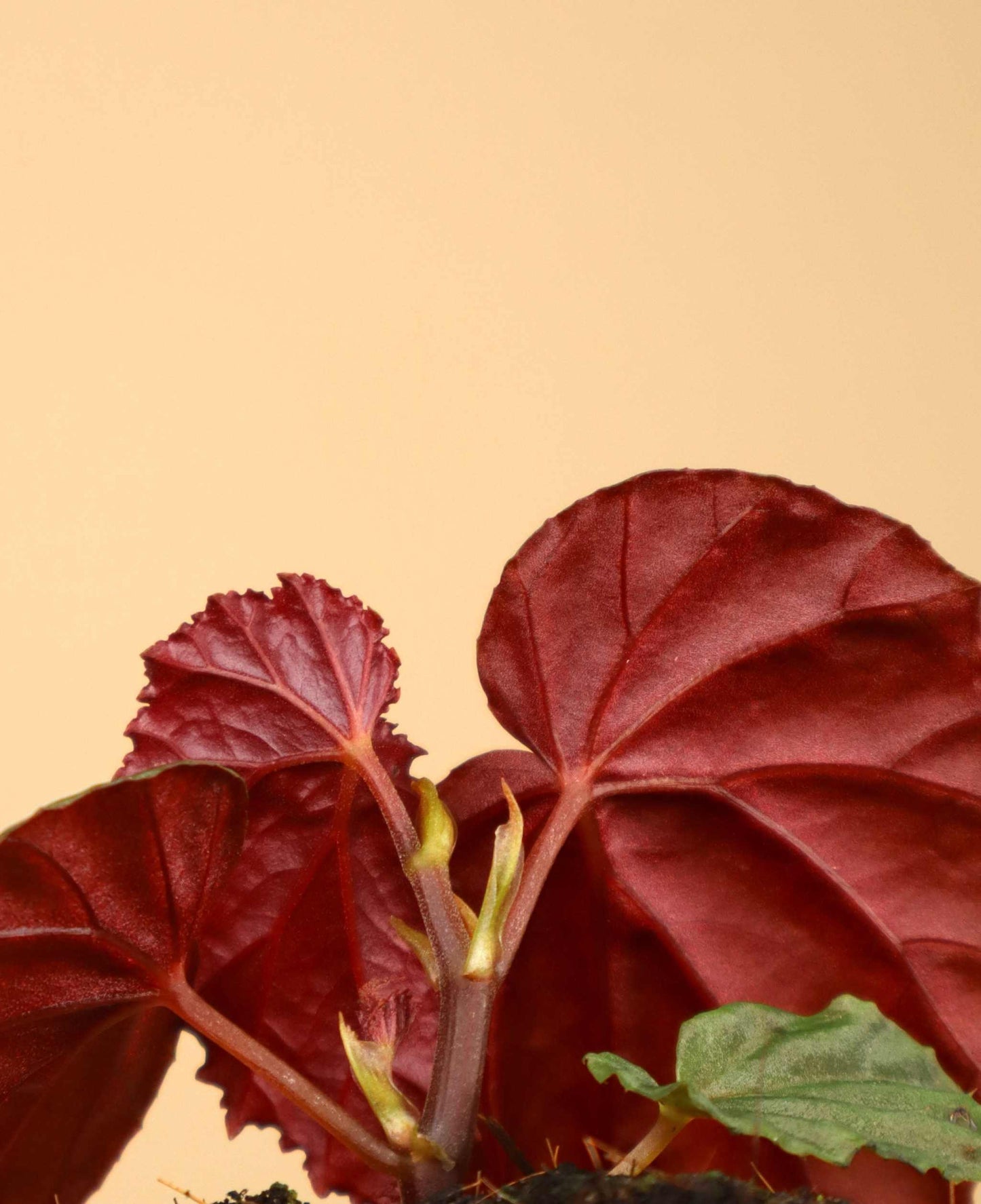 Begonia sp. Black Blood