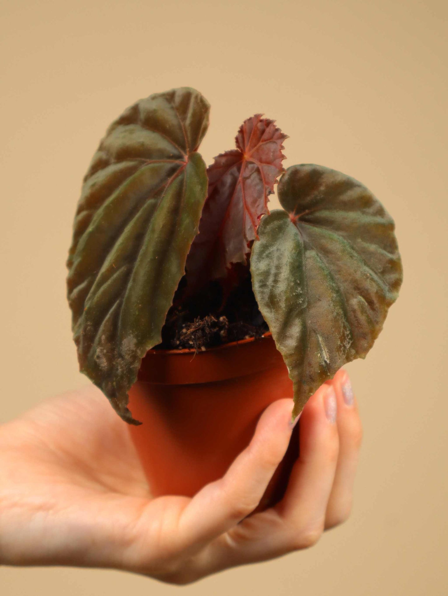Begonia sp. Black Blood