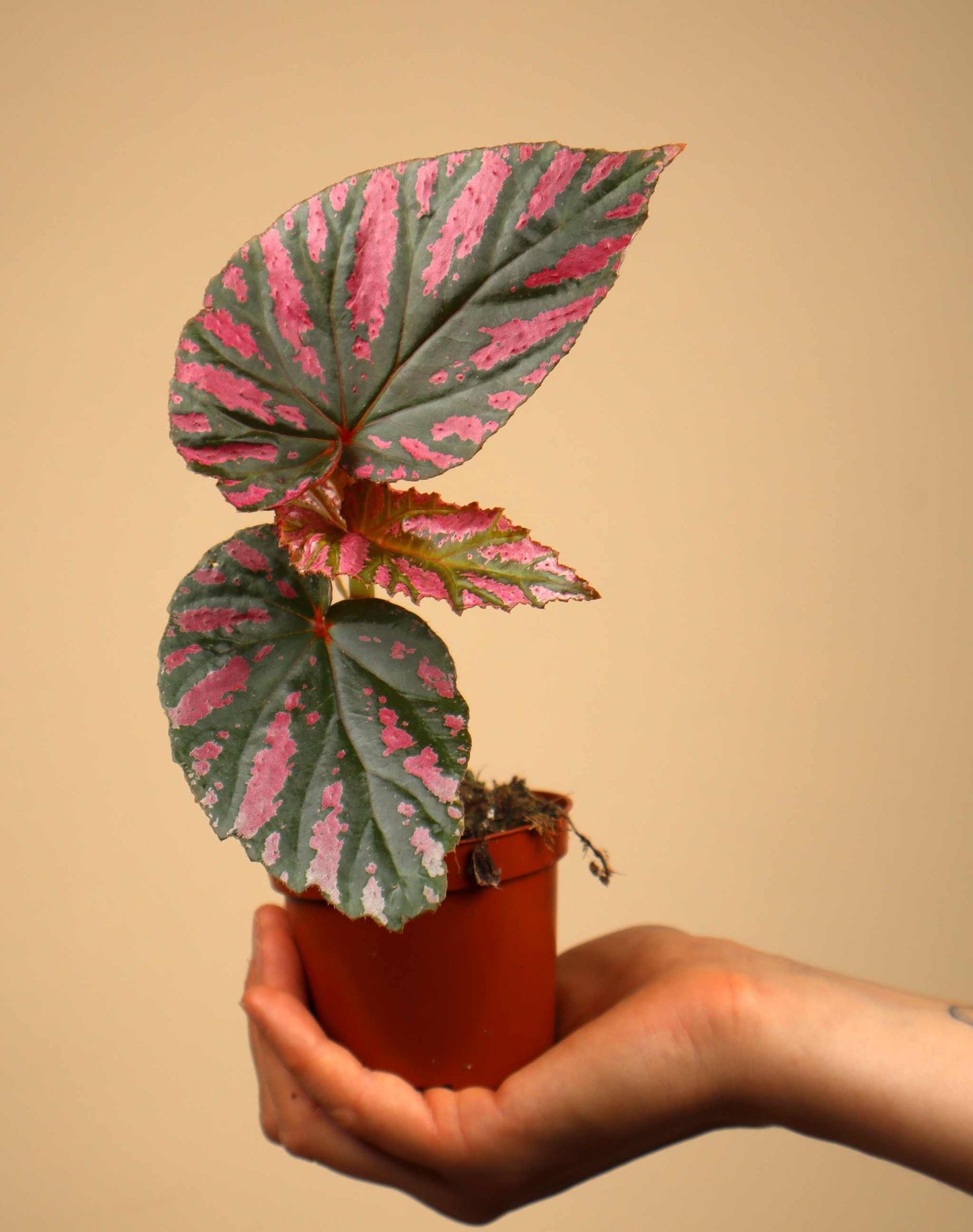 Begonia brevirimosa