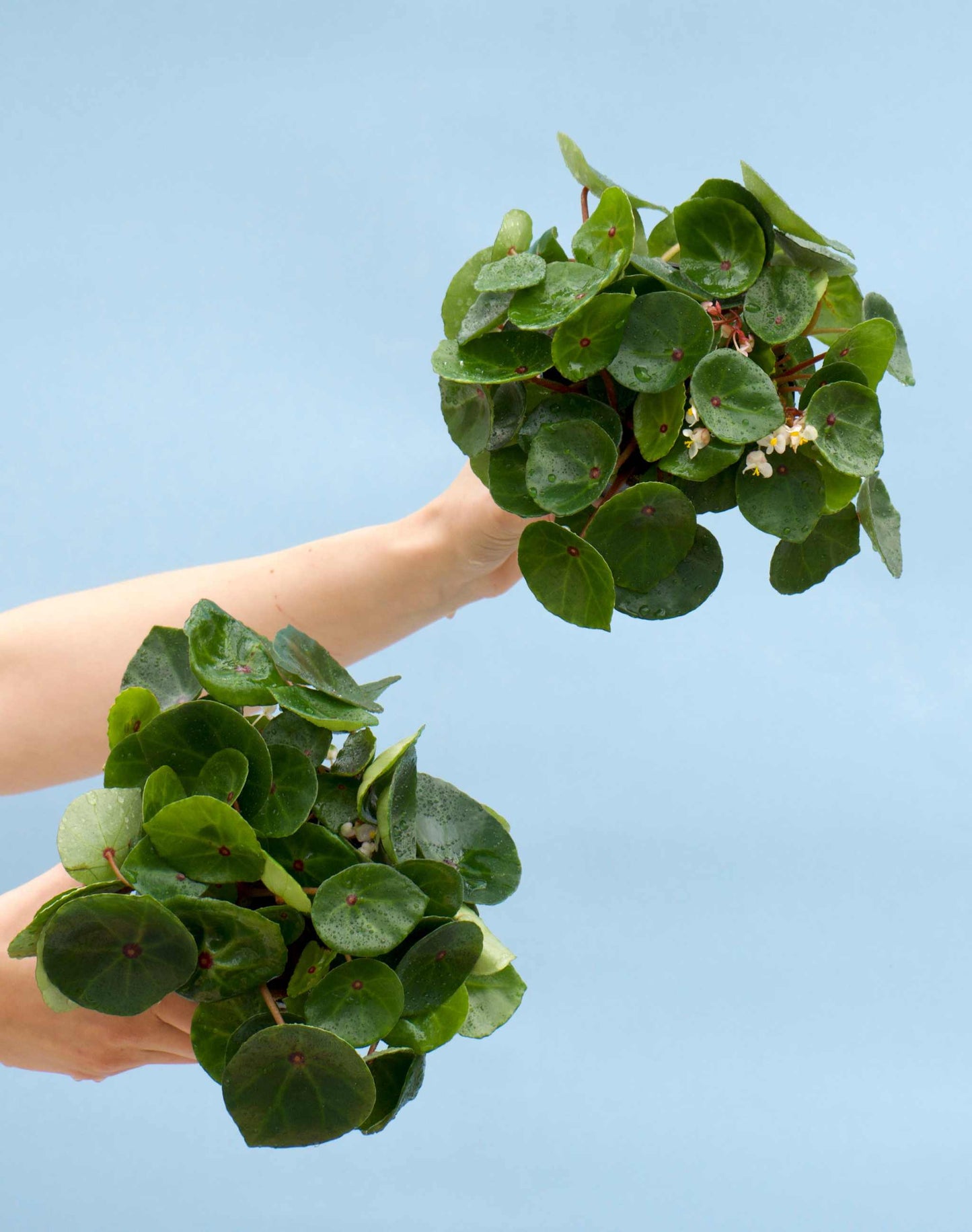 Begonia conchifolia