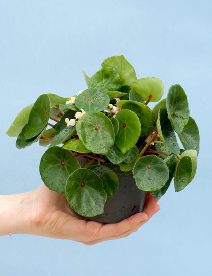 Begonia conchifolia