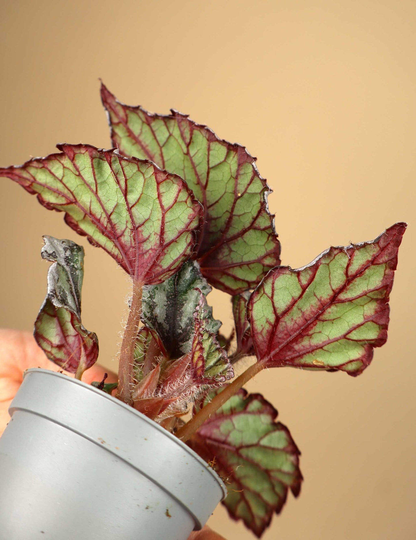 Begonia rex 'Dew drop'