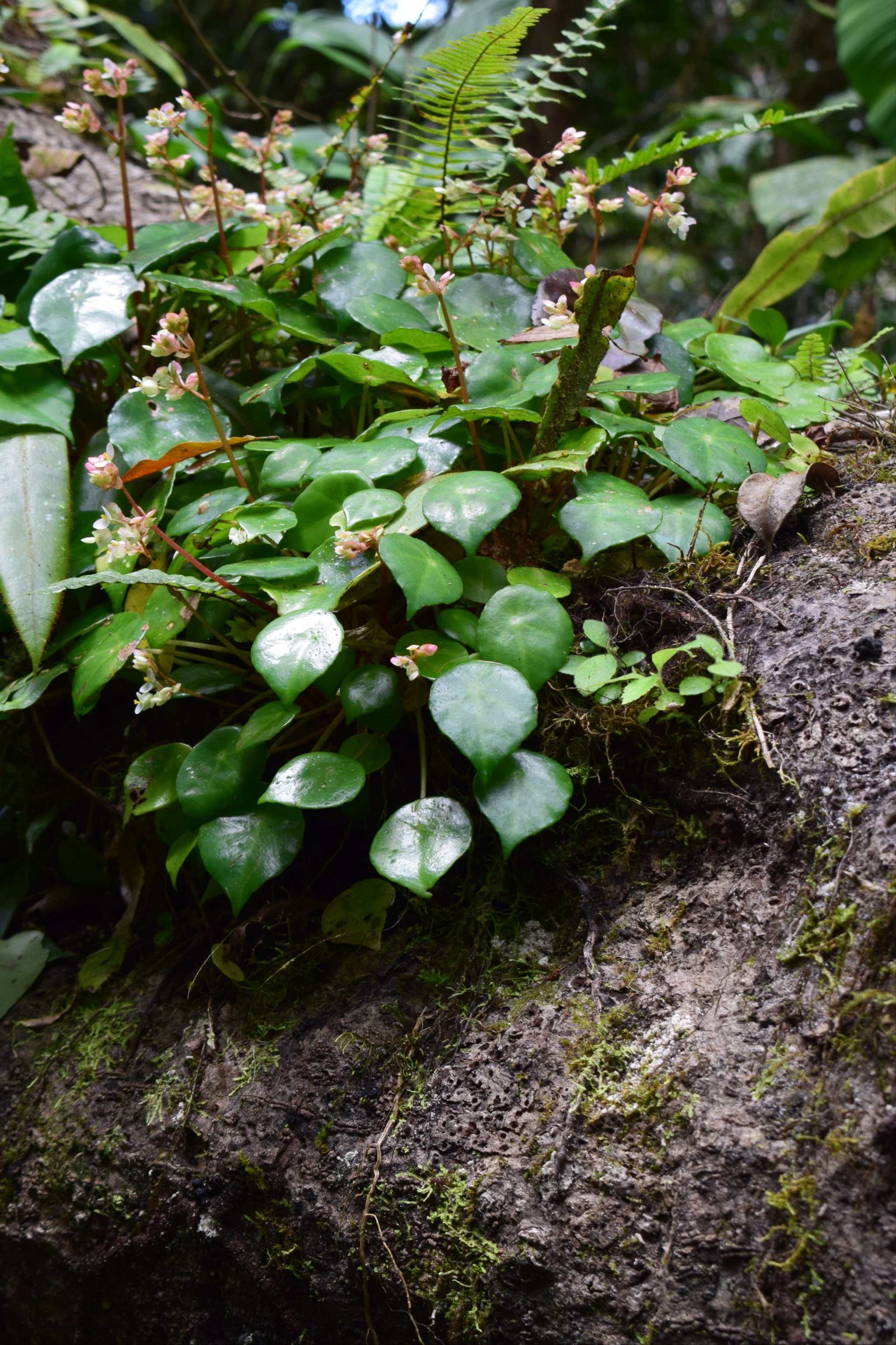 liten begonia