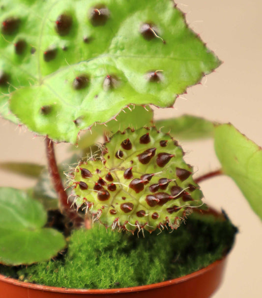 Begonia ferox
